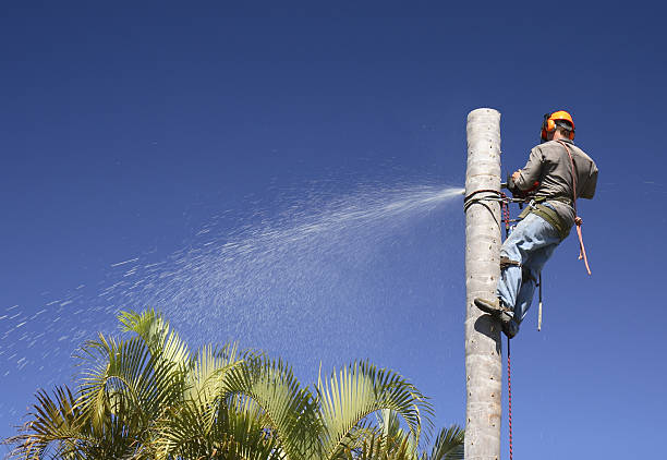 How Our Tree Care Process Works  in  Glassport, PA